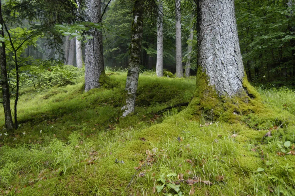 Bosco_Ph. Dario Andreis (5)