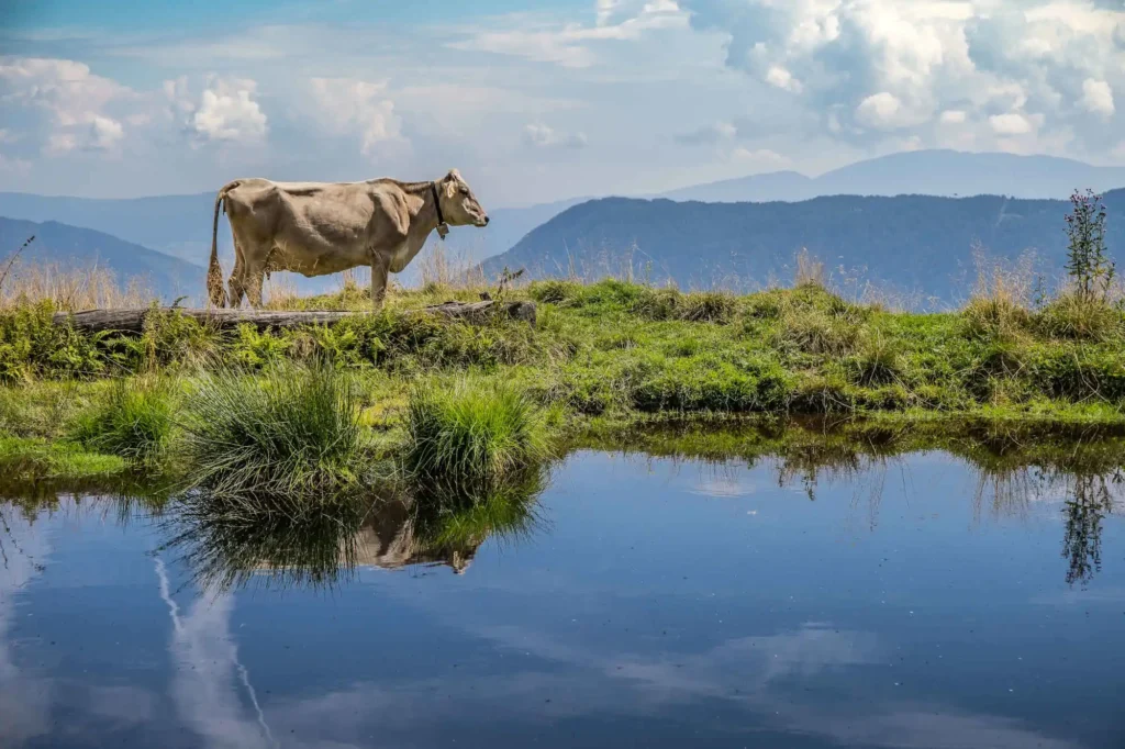 Malga di Bolentina Ph. Tommaso Prugnola (88)